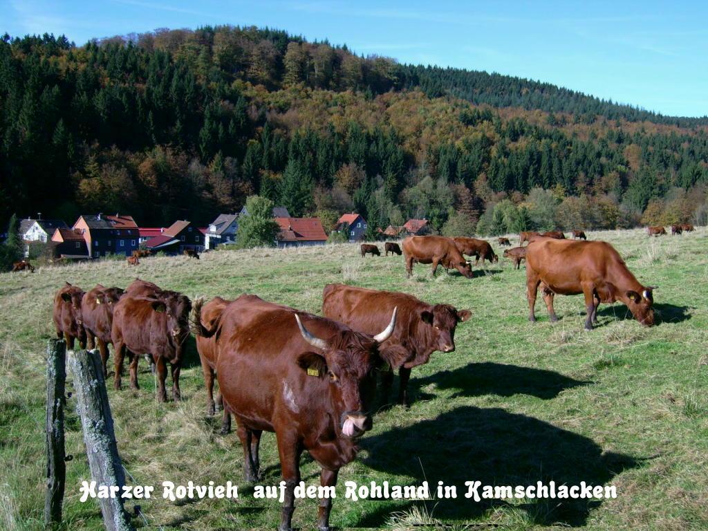 Gaestehaus Buendge Kamschlacken エクステリア 写真